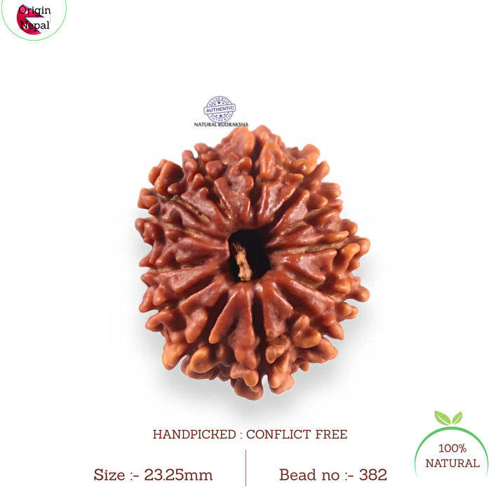 13 Mukhi Nepalese Rudraksha - Bead No. 382
