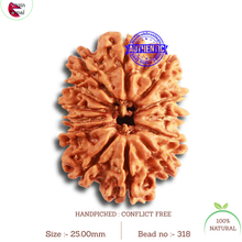 Load image into Gallery viewer, 13 Mukhi Nepalese Rudraksha - Bead No. 318
