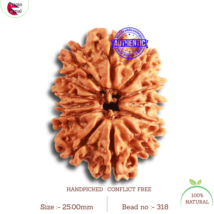 13 Mukhi Nepalese Rudraksha - Bead No. 318
