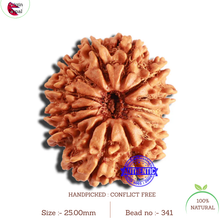 Load image into Gallery viewer, 13 Mukhi Nepalese Rudraksha - Bead No. 341
