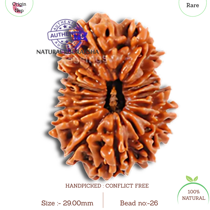 16 Mukhi Rudraksha from Nepal - Bead No. 26