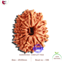 Load image into Gallery viewer, 13 Mukhi Nepalese Rudraksha - Bead No. 336
