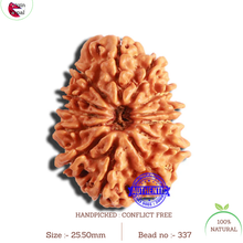 Load image into Gallery viewer, 13 Mukhi Nepalese Rudraksha - Bead No. 337
