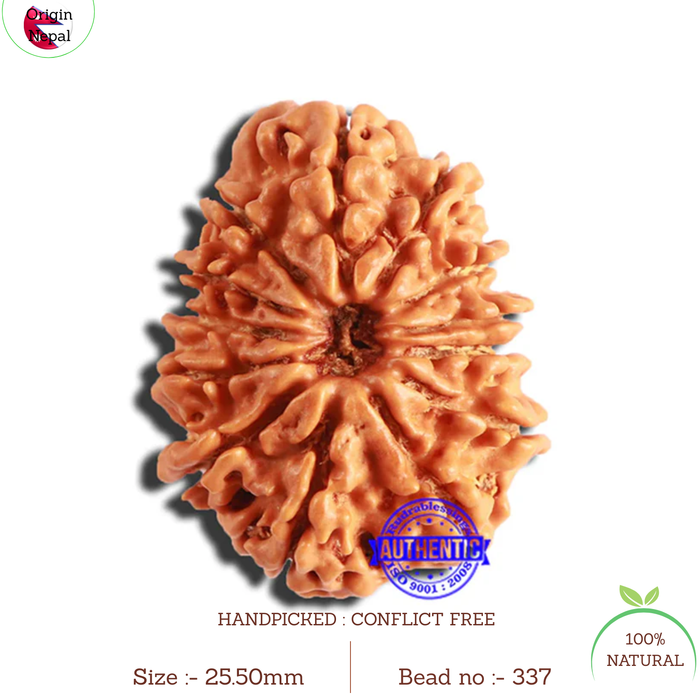 13 Mukhi Nepalese Rudraksha - Bead No. 337