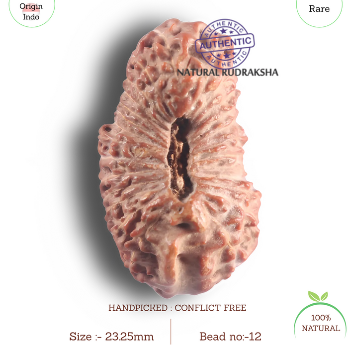 26 Mukhi Rudraksha from Indonesia - Bead No. L
