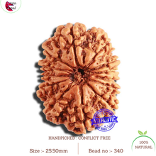 Load image into Gallery viewer, 13 Mukhi Nepalese Rudraksha - Bead No. 340
