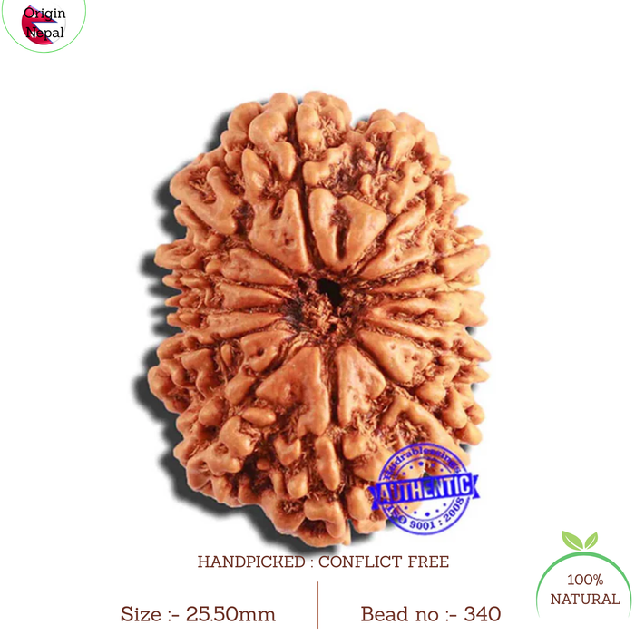 13 Mukhi Nepalese Rudraksha - Bead No. 340