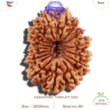 Load image into Gallery viewer, 16 Mukhi Rudraksha from Nepal - Bead No. 80
