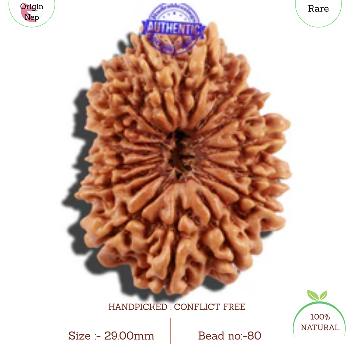 16 Mukhi Rudraksha from Nepal - Bead No. 80