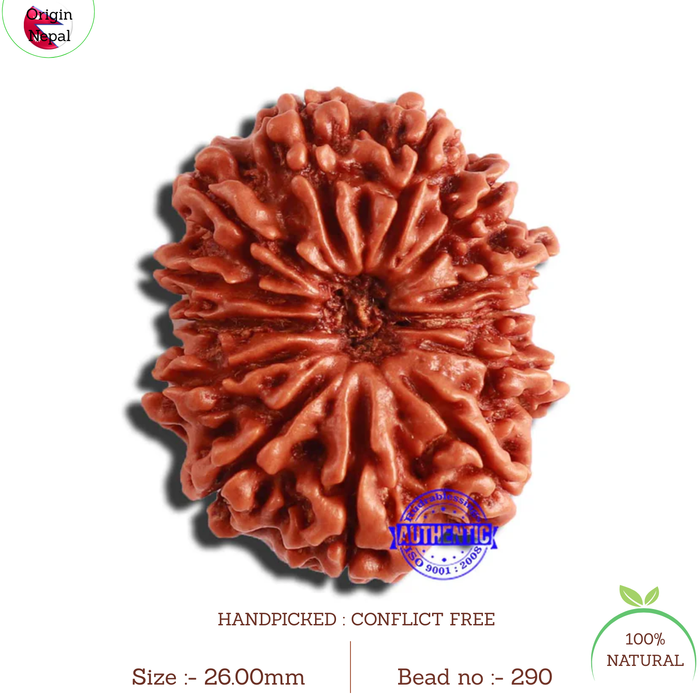 13 Mukhi Nepalese Rudraksha - Bead No. 290