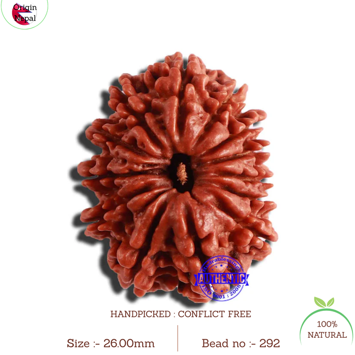 13 Mukhi Nepalese Rudraksha - Bead No. 292