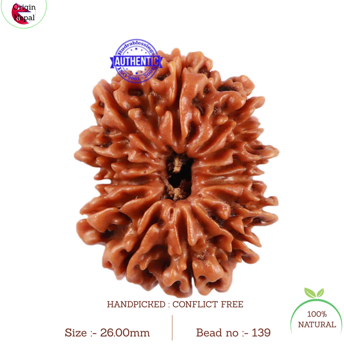 13 Mukhi Nepalese Rudraksha - Bead No. 139