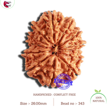 Load image into Gallery viewer, 13 Mukhi Nepalese Rudraksha - Bead No. 343
