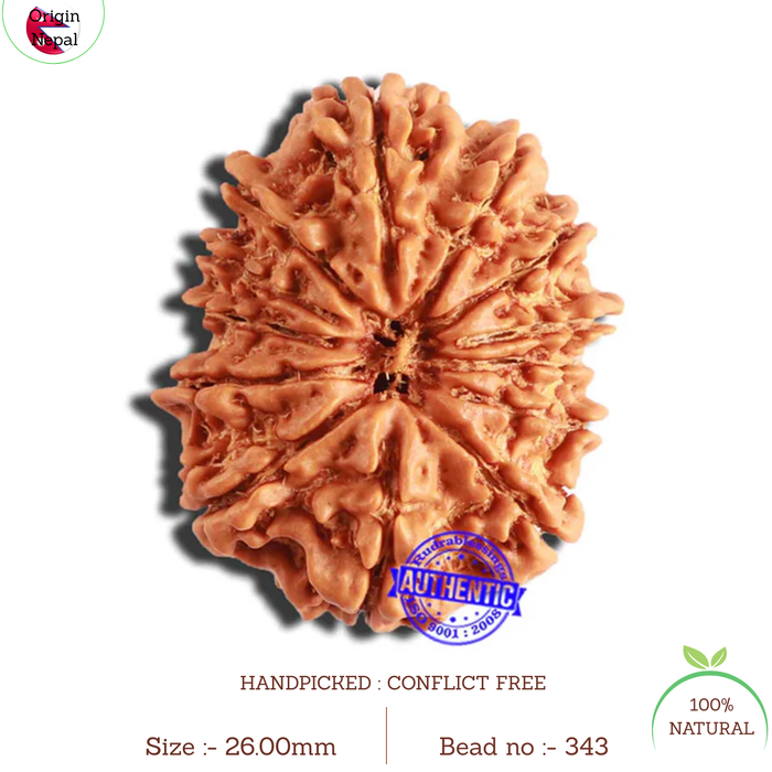 13 Mukhi Nepalese Rudraksha - Bead No. 343
