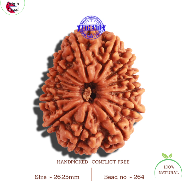 13 Mukhi Nepalese Rudraksha - Bead No. 264