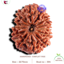 Load image into Gallery viewer, 13 Mukhi Nepalese Rudraksha - Bead No. 394
