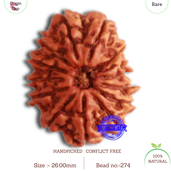 14 Mukhi Nepalese Rudraksha - Bead No. 274