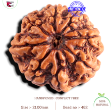 Load image into Gallery viewer, 8 Mukhi Nepalese Rudraksha - Bead No. 482
