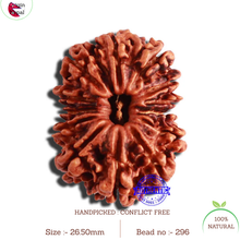 Load image into Gallery viewer, 13 Mukhi Nepalese Rudraksha - Bead No. 296
