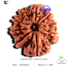 Load image into Gallery viewer, 9 Mukhi Nepalese Rudraksha - Bead No. 482
