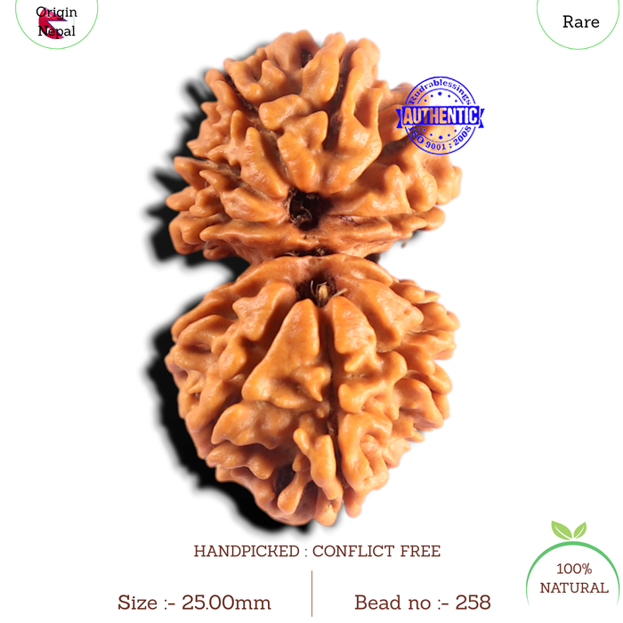 Gaurishanker Nepalese Rudraksha Bead No. - 258