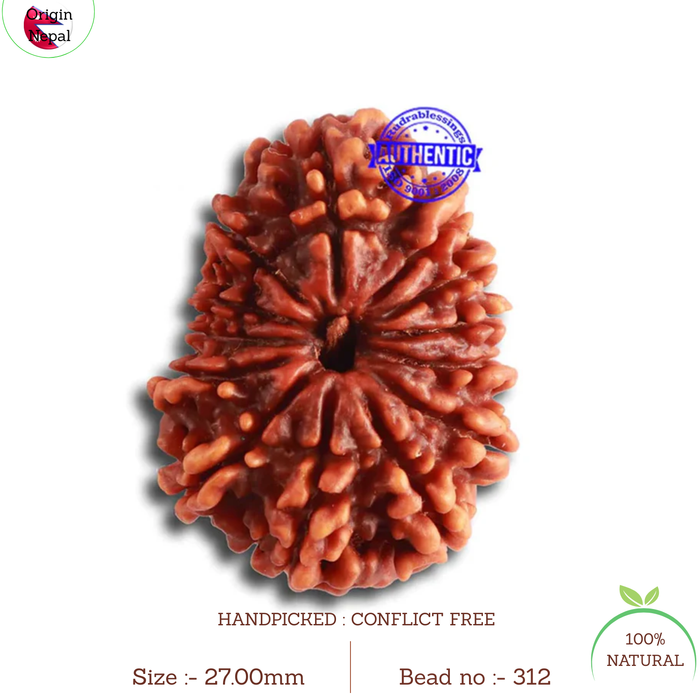 13 Mukhi Nepalese Rudraksha - Bead No. 312