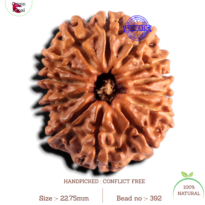 13 Mukhi Nepalese Rudraksha - Bead No. 392