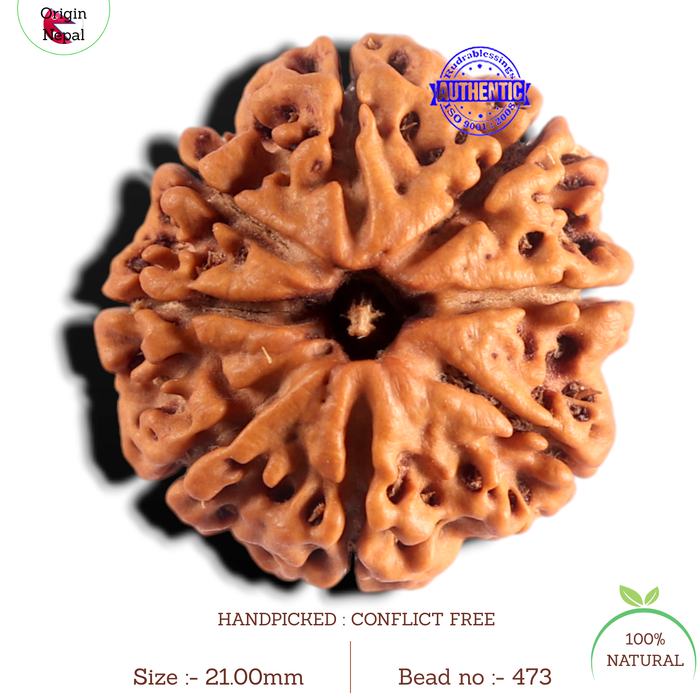 8 Mukhi Nepalese Rudraksha - Bead No. 473