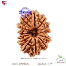 Load image into Gallery viewer, 13 Mukhi Nepalese Rudraksha - Bead No. 177
