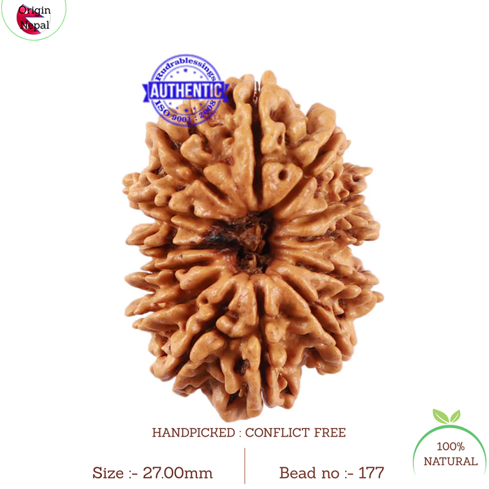 13 Mukhi Nepalese Rudraksha - Bead No. 177