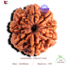 Load image into Gallery viewer, 8 Mukhi Nepalese Rudraksha - Bead No. 471
