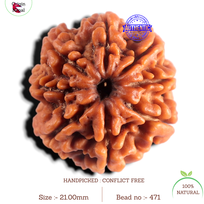 8 Mukhi Nepalese Rudraksha - Bead No. 471