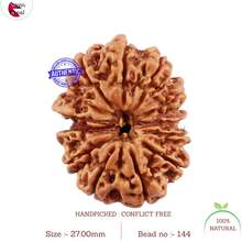 Load image into Gallery viewer, 13 Mukhi Nepalese Rudraksha - Bead No. 114
