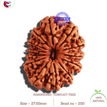 Load image into Gallery viewer, 13 Mukhi Nepalese Rudraksha - Bead No. 250
