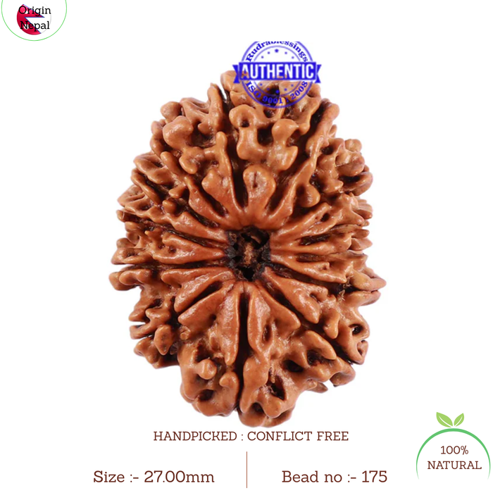 13 Mukhi Nepalese Rudraksha - Bead No. 175