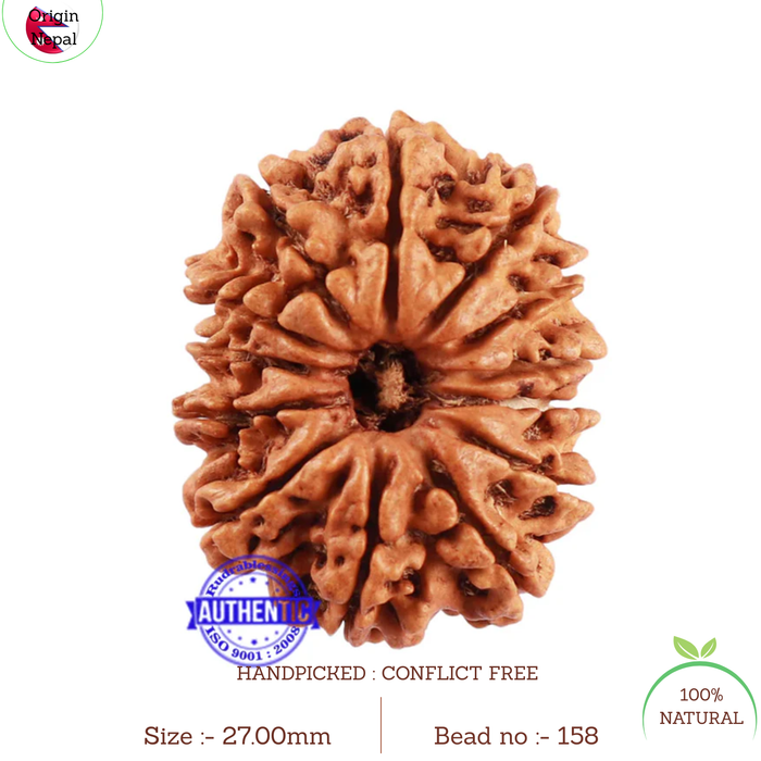 13 Mukhi Nepalese Rudraksha - Bead No. 158