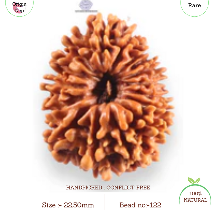 16 Mukhi Rudraksha from Nepal - Bead No. 122