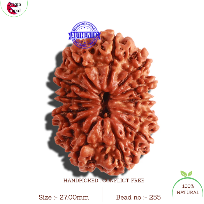 13 Mukhi Nepalese Rudraksha - Bead No. 255