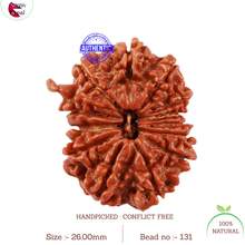Load image into Gallery viewer, 13 Mukhi Nepalese Ganesha Rudraksha - Bead No. 131
