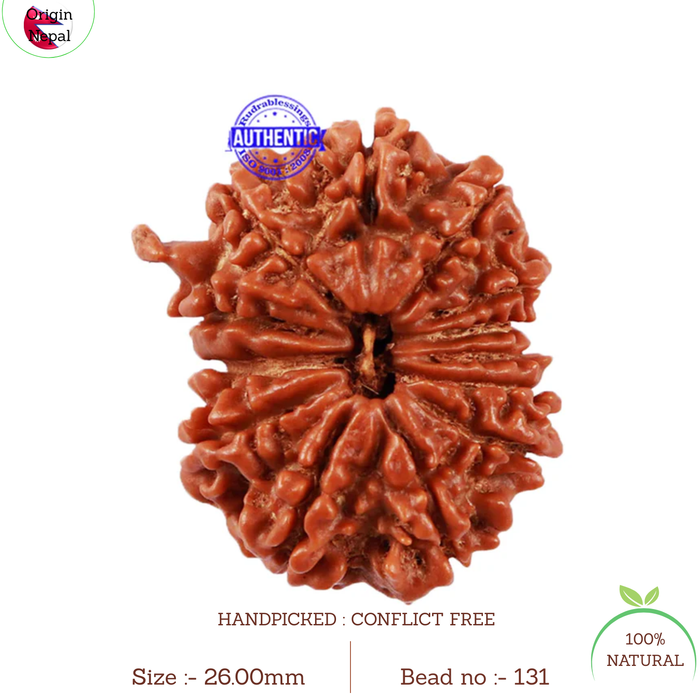 13 Mukhi Nepalese Ganesha Rudraksha - Bead No. 131