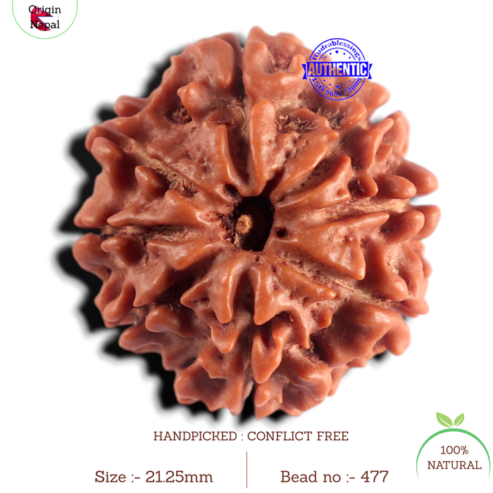 8 Mukhi Nepalese Rudraksha - Bead No. 477