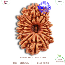 Load image into Gallery viewer, 16 Mukhi Rudraksha from Nepal - Bead No. 50
