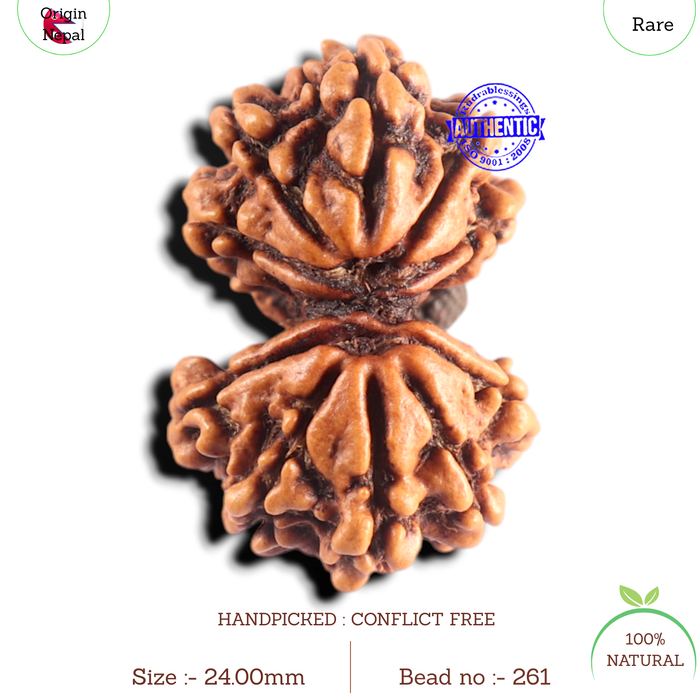 Gaurishanker Nepalese Rudraksha Bead No. - 261