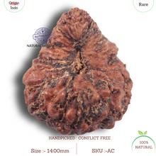 Load image into Gallery viewer, 23 Mukhi Rudraksha from Indonesia
