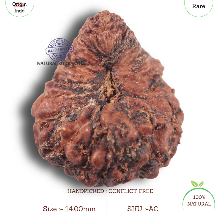 23 Mukhi Rudraksha from Indonesia