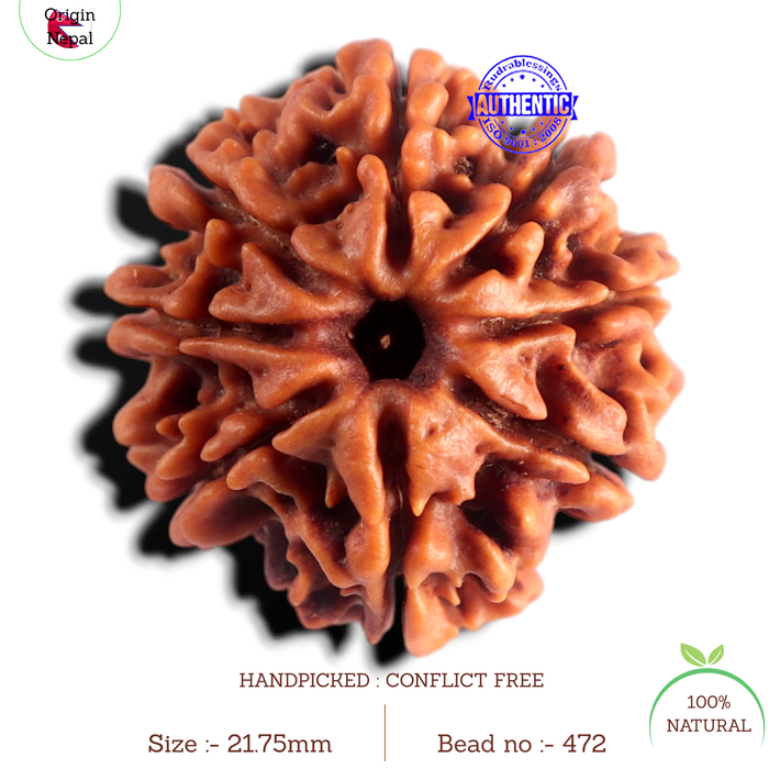 8 Mukhi Nepalese Rudraksha - Bead No. 472