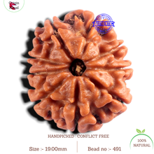 Load image into Gallery viewer, 9 Mukhi Nepalese Rudraksha - Bead No. 491
