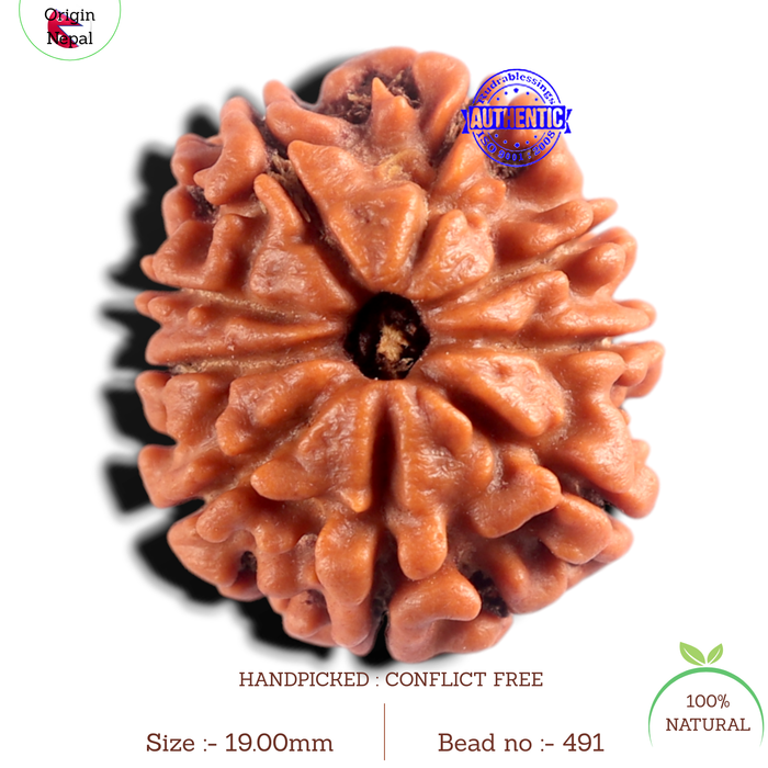 9 Mukhi Nepalese Rudraksha - Bead No. 491