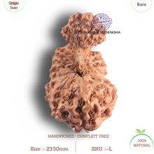 Load image into Gallery viewer, 23 Mukhi Rudraksha from Indonesia - Bead No. L
