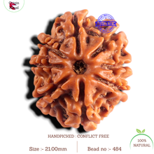 Load image into Gallery viewer, 8 Mukhi Nepalese Rudraksha - Bead No. 484
